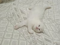 Kedilerimiz Yeni Sahiplerini Arıyor