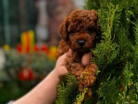 Toy poodle 1 numara