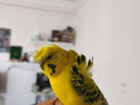 Konuşan muhabbet kuşu gold teksas japones