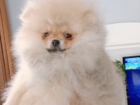 Pomeranian boo dişi yavru