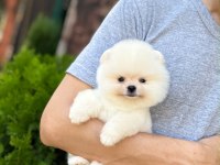 KORE KAN AYI SURAT POMERANİAN BOO YAVRULARIMIZ