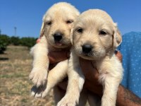 Golden retriever minişler