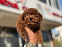 Petmode köpek çiftliğinden tiny kore poodle yavrular