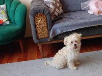 3 aylık erkek maltipoo pet eğitimli