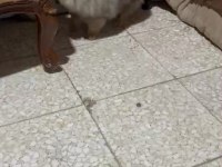 Pomeranian yavrularımız
