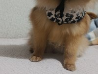Pomeranian boo tatlı köpüşler