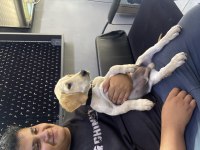 3 aylık karma aşısı yapılmış labrador