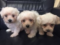 HİPOALERJENİK TÜY DÖKMEYEN TEACUP KORE MALTESE TERRİER