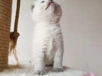 Scottish Fold Dişi Kedimiz