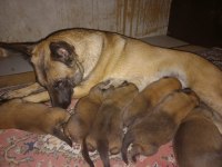 Şecere belgeli a kalite malinois yavruları