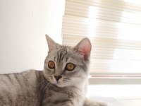 British shorthair silver erkek cins sahiplendirme