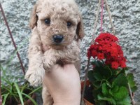 Erkek poodle bebek