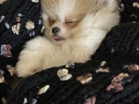 AYI SURAT POMERANİAN BOO