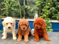 Red brown Toy Poodle yavrularımız