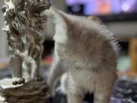 Saf Kan Silver British Shorthair