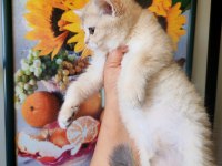 Yeşil gözlü blue golden dişi british shorthair