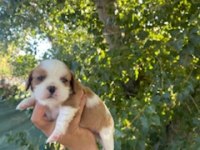 King Charles Cavalier
