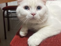 Ücretsiz sahiplendirme erkek british shorthair