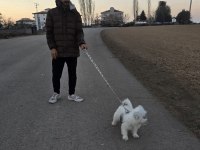 Enerjik Çok Tatlı Terrier Maltese