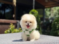Pomeranian boo sağlık ve ırk garantili