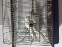 Pişman Olmayacağınız Bakıcı Son Kuşlar