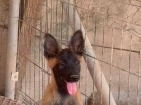 Türkiyedeki en özel malinois yavrular
