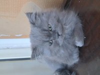 2 aylık british longhair yavrular sahiplendiriyorum