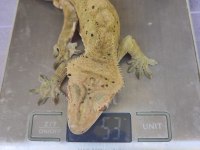 3 yaşında erkek crested gecko