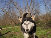 HUSKY KÖPEĞİMİZE YENİ YUVA ARIYORUZ