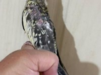 38 GÜNLÜK EL BESLEME EVCİL SULTAN PAPAĞANI BEBEK