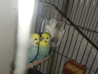 Orjinal bilezikli damızlık rainbow muhabbet takım