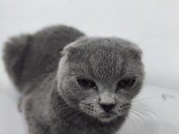 Yavru scottish fold kedisi