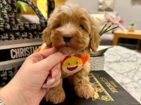 Maltipoo 4 aylık aşılı kimlikli evinizin neşesi