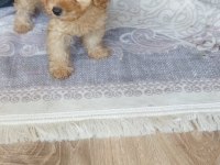Toy poodle yavrumuz