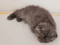 Biricik scottish fold kedimiz kendine yuva arıyor