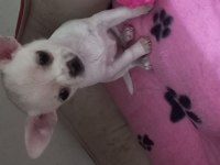 Chihuahua Puppies