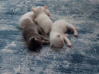 Scottish fold yavru