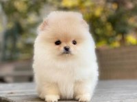 Eşsiz kalitede pomeranian boo