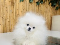 Üst kalite pomeranian