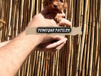 Red Toy Poodle