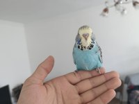 Show jumbo bebek muhabbet kuşu yavrular
