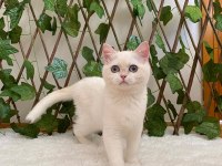 Golden NY1233 Dişi British Shorthair