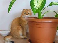 Kısır Erkek Scottish Fold Gold