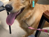 golden retriever bebek