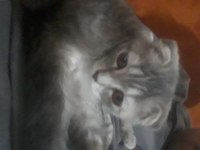 British longhair Leydiye yuva arıyoruz