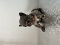 A Kalite Lilac Tan French Bulldog Bebekler