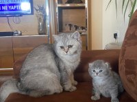 Scottish fold kedimizi çiftleştirme ilanıdır
