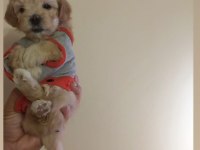 Son 2 maltipoo ev ortamı orjinal