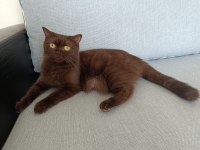 1.5 Yaşında Kahverengi British Shorthair Dişi Kedim
