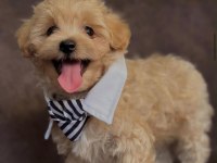 Teacup Maltipoo Bebekler